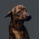 Illustration for article titled Portraits of abandoned dogs before being put down at a shelter